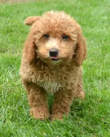 Daisy Micro GD F4, a female Miniature Goldendoodle for sale in Kendallville, IN – 5 of 9