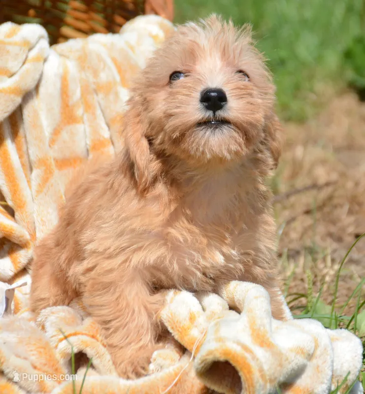 Sonny Mini Schnoodle M1 – Schnoodle puppy for sale in Kendallville, IN