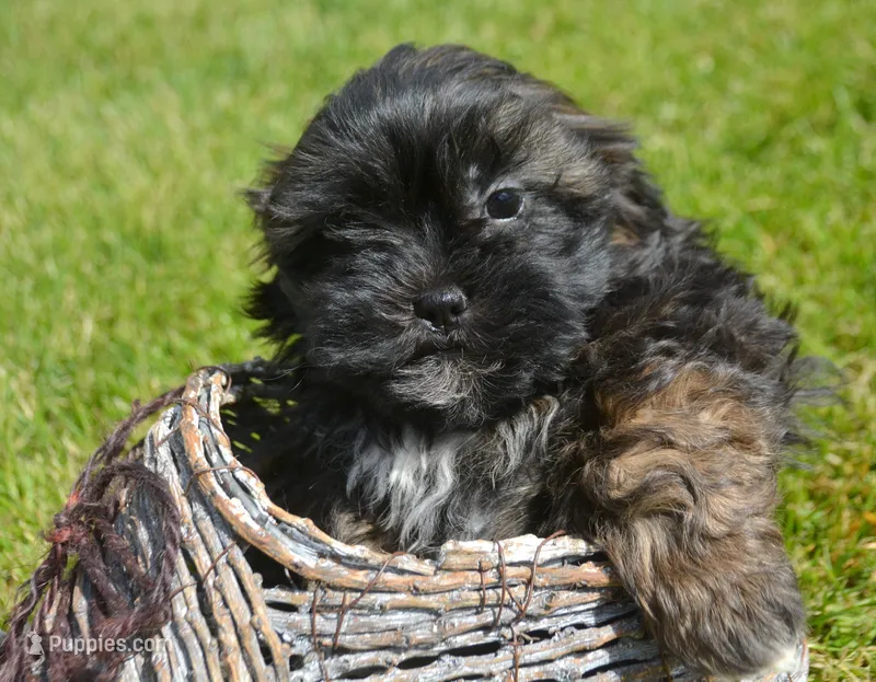 Sal Shihpoo Ml 2-2 – Shihpoo puppy for sale in Kendallville, IN