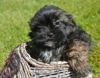 Sal Shihpoo Ml 2-2, a male Shihpoo for sale in Kendallville, IN – 4 of 10