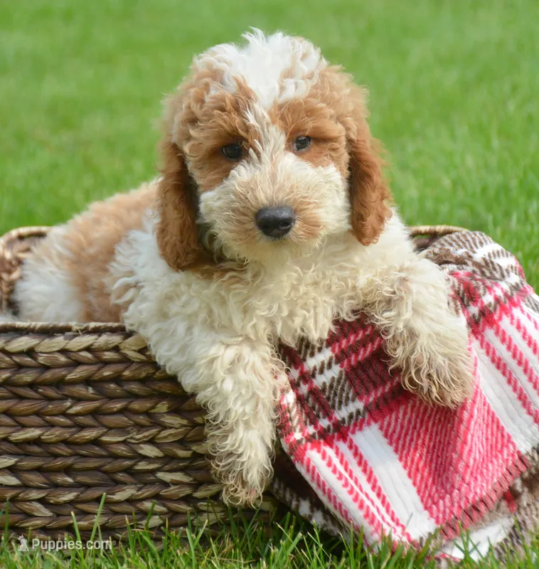 Dodger Micro GD ML 3 – Miniature Goldendoodle puppy for sale in Kendallville, IN