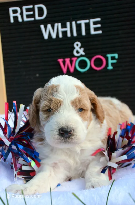 Dodger Micro GD ML 3 – Miniature Goldendoodle puppy for sale in Kendallville, IN