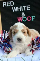 Dodger Micro GD ML 3, a male Miniature Goldendoodle for sale in Kendallville, IN – 6 of 10