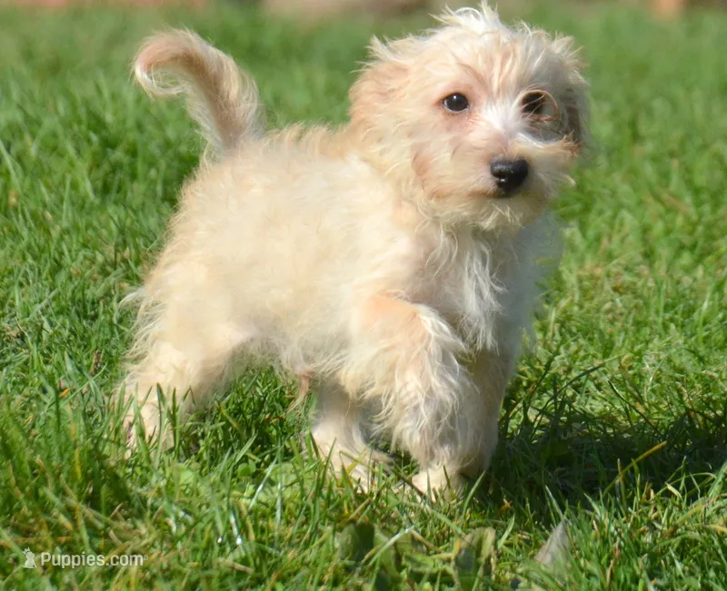 Sam Mini Schnoodle M2 – Schnoodle puppy for sale in Kendallville, IN