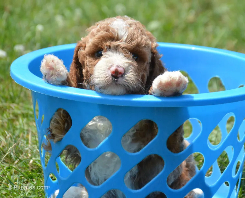 Dusty MGD M2 – Miniature Goldendoodle puppy for sale in Kendallville, IN