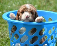 Dusty MGD M2, a male Miniature Goldendoodle for sale in Kendallville, IN – 1 of 3
