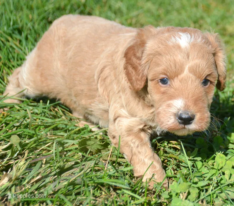 Denny Micro GD ML3 – Miniature Goldendoodle puppy for sale in Kendallville, IN