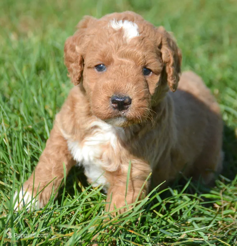 Doug MGD ML2 – Miniature Goldendoodle puppy for sale in Kendallville, IN
