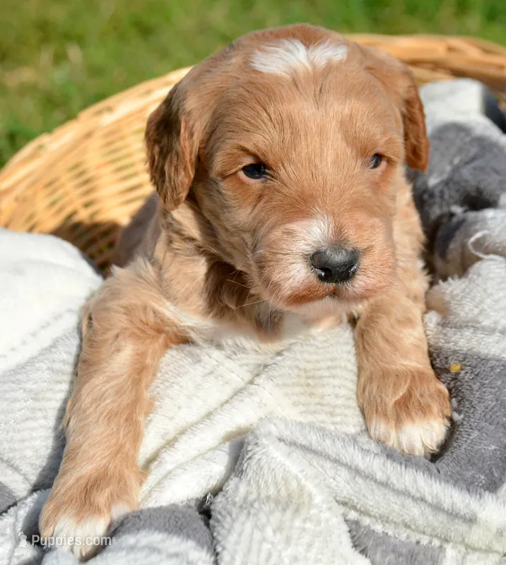 Denny Micro GD ML3 – Miniature Goldendoodle puppy for sale in Kendallville, IN