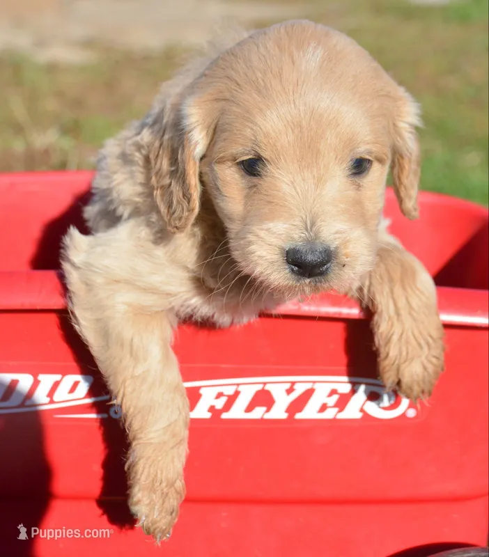 Dolly Micro GD FM 5 – Miniature Goldendoodle puppy for sale in Kendallville, IN