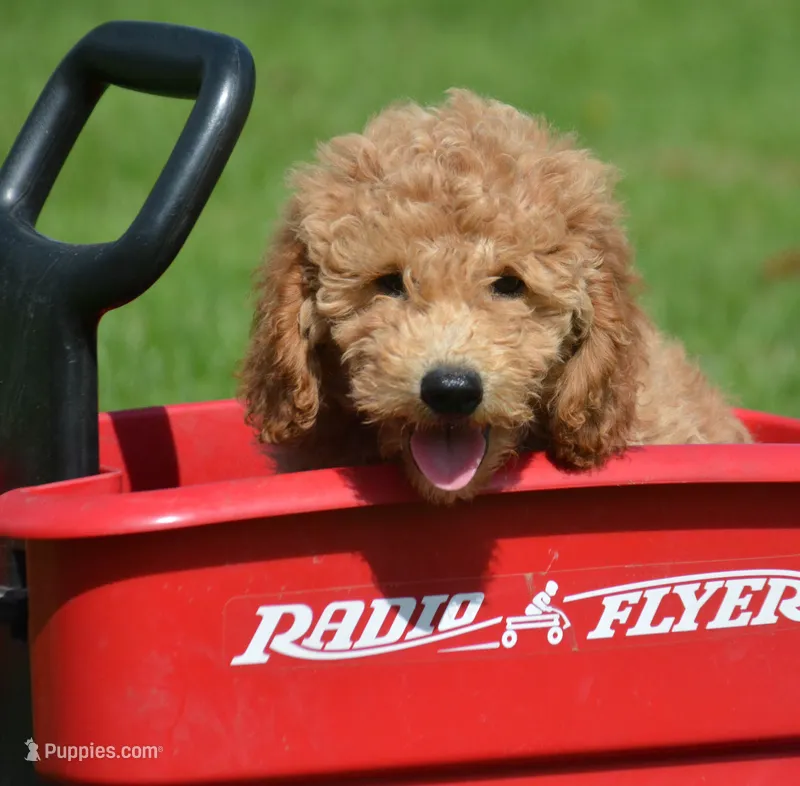 Dotty Micro GD F2 – Miniature Goldendoodle puppy for sale in Kendallville, IN