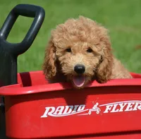 Dotty Micro GD F2, a female Miniature Goldendoodle for sale in Kendallville, IN – 4 of 9