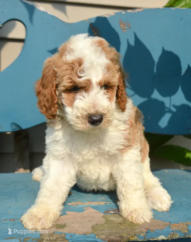 Dodger Micro GD ML 3 – Miniature Goldendoodle puppy for sale in Kendallville, IN