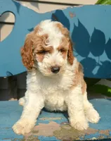 Dodger Micro GD ML 3, a male Miniature Goldendoodle for sale in Kendallville, IN – 3 of 10