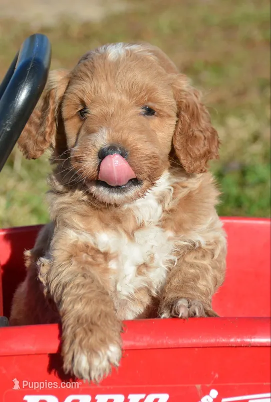 Denny Micro GD ML3 – Miniature Goldendoodle puppy for sale in Kendallville, IN