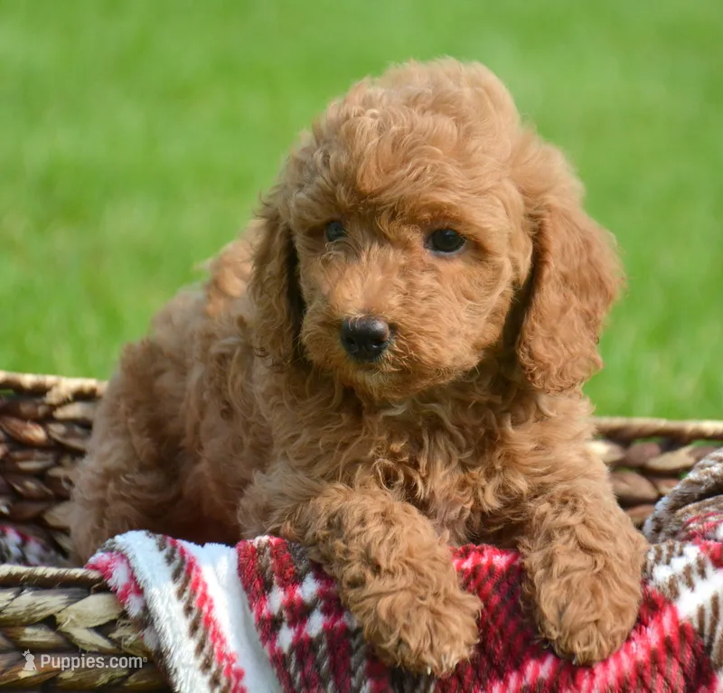 Deva Micro GD F3 – Miniature Goldendoodle puppy for sale in Kendallville, IN