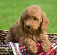 Deva Micro GD F3, a female Miniature Goldendoodle for sale in Kendallville, IN – 3 of 7