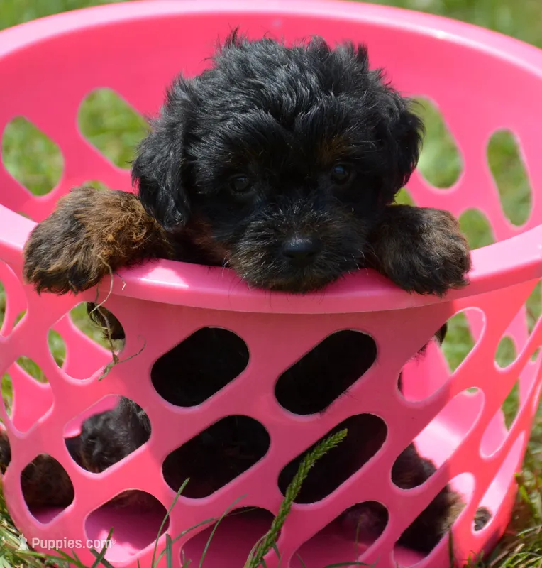 Paisley Yorkiepoo FM1 – Yorkipoo puppy for sale in Kendallville, IN