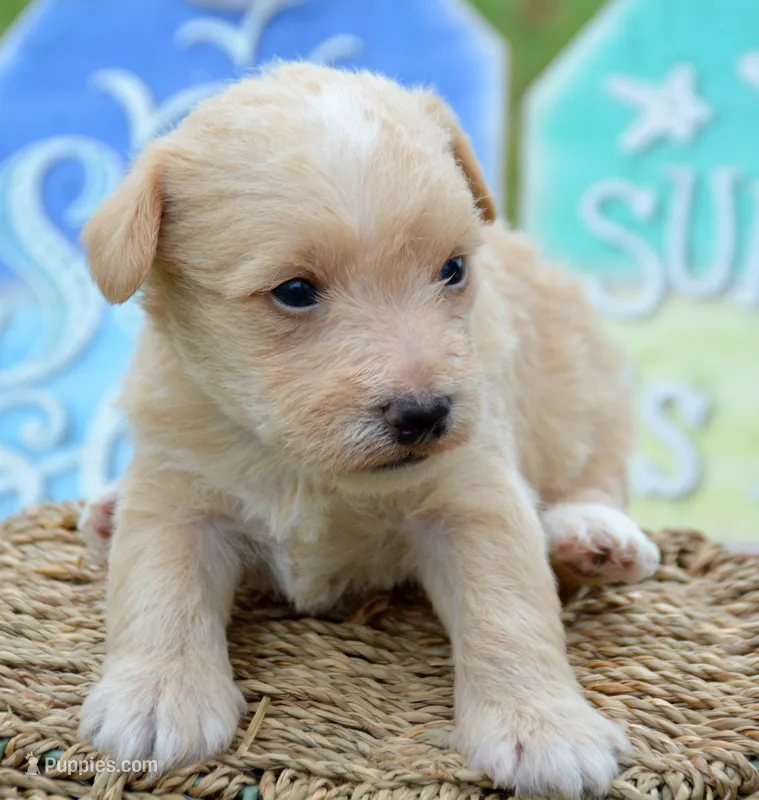 Sam Mini Schnoodle M2 – Schnoodle puppy for sale in Kendallville, IN