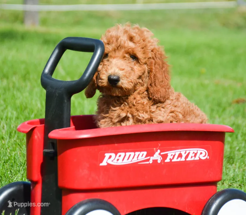 Dani Micro GD F5 – Miniature Goldendoodle puppy for sale in Kendallville, IN