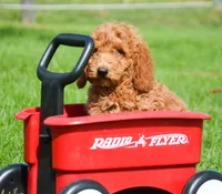Dani Micro GD F5, a female Miniature Goldendoodle for sale in Kendallville, IN – 4 of 9