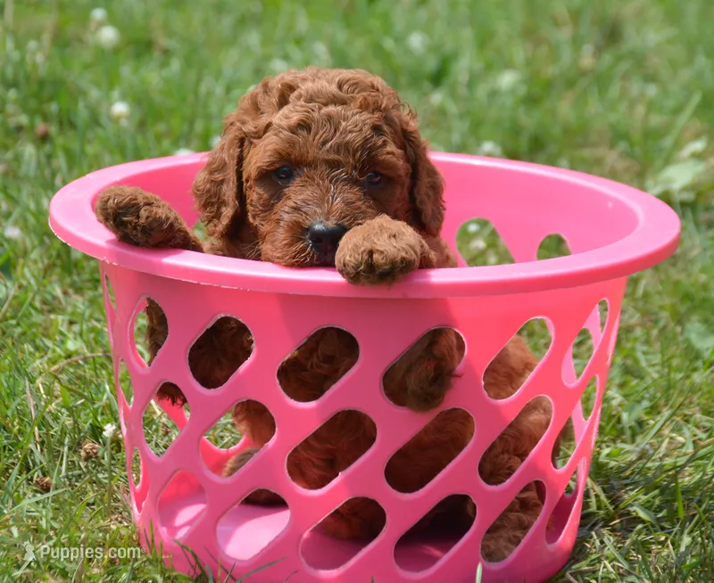 Dawn MGD F3 – Miniature Goldendoodle puppy for sale in Kendallville, IN