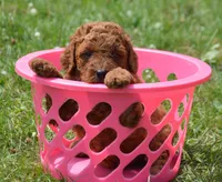 Dawn MGD F3, a male Miniature Goldendoodle for sale in Kendallville, IN – 1 of 3