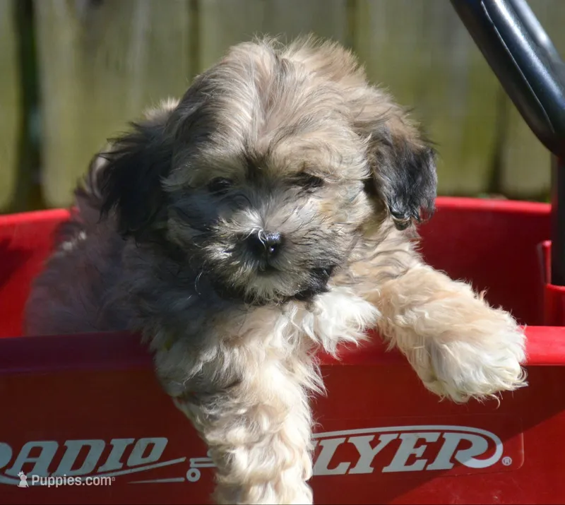 Sam Shihpoo ML 1 – Shihpoo puppy for sale in Kendallville, IN