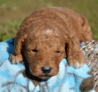 Donny MGD M1, a male Miniature Goldendoodle for sale in Kendallville, IN – 2 of 2