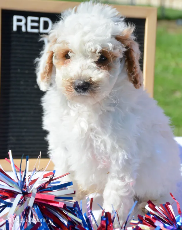 Denny Micro GD ML2 – Miniature Goldendoodle puppy for sale in Kendallville, IN