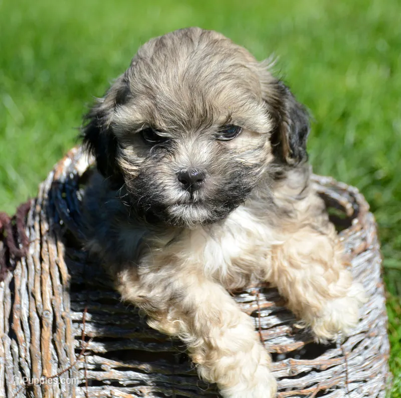 Sam Shihpoo ML 1 – Shihpoo puppy for sale in Kendallville, IN