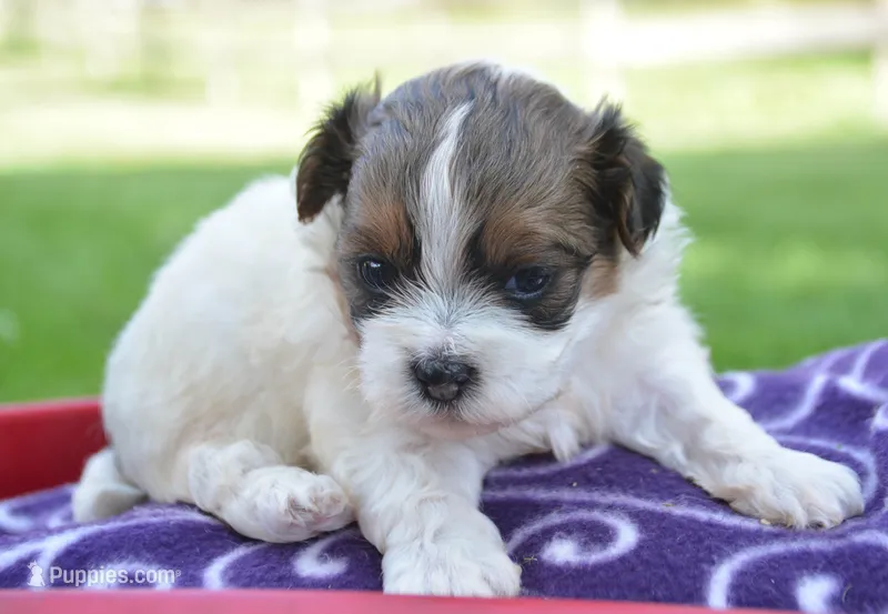 Sara Shihpoo FM4 – Shihpoo puppy for sale in Kendallville, IN