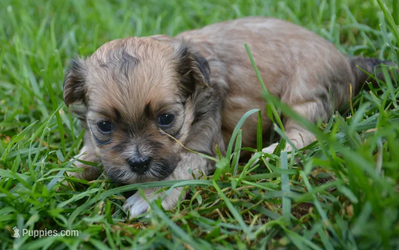 Shani Shihpoo Fm5 – Shihpoo puppy for sale in Kendallville, IN