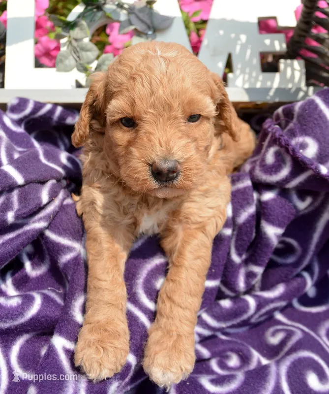 Daisy Micro GD F4 – Miniature Goldendoodle puppy for sale in Kendallville, IN