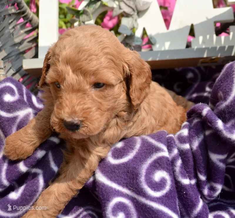 Deedee Micro GD F8 – Miniature Goldendoodle puppy for sale in Kendallville, IN