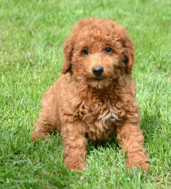 Deedee Micro GD F8 – Miniature Goldendoodle puppy for sale in Kendallville, IN