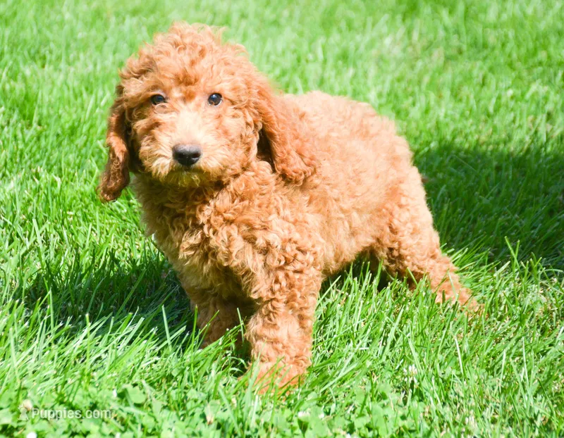 Duncan Micro GD M1 – Miniature Goldendoodle puppy for sale in Kendallville, IN