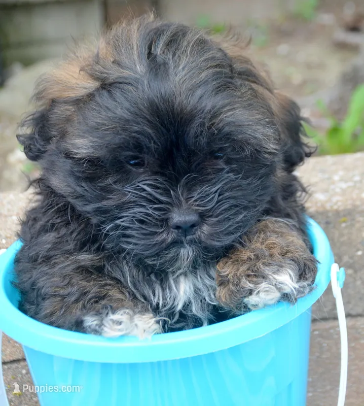 Sal Shihpoo Ml 2-2 – Shihpoo puppy for sale in Kendallville, IN