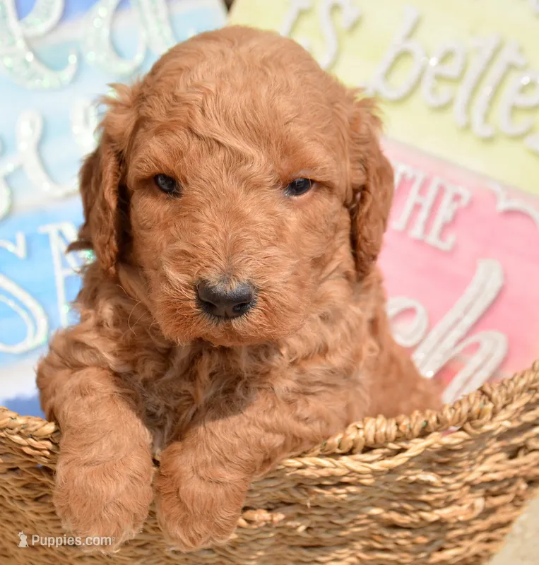 Dani Micro GD F5 – Miniature Goldendoodle puppy for sale in Kendallville, IN