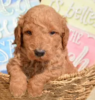 Dani Micro GD F5, a female Miniature Goldendoodle for sale in Kendallville, IN – 4 of 7