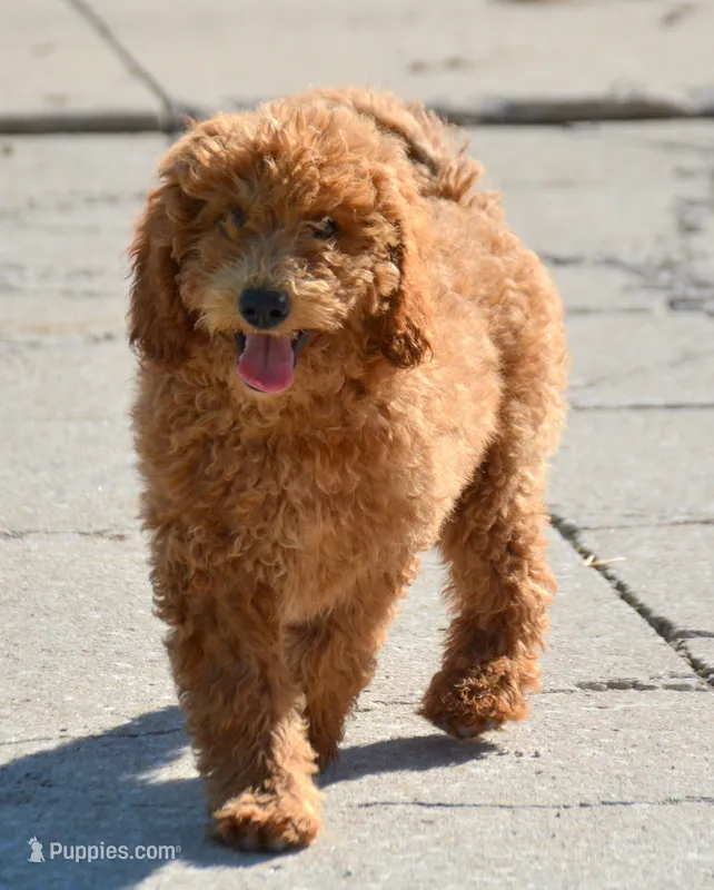 Dani Micro GD F5 – Miniature Goldendoodle puppy for sale in Kendallville, IN