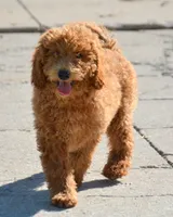 Dani Micro GD F5, a female Miniature Goldendoodle for sale in Kendallville, IN – 1 of 9