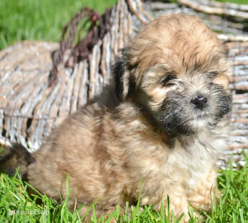 Shelly Shihpoo f3 – Shihpoo puppy for sale in Kendallville, IN