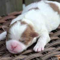 Sarge Shihpoo ML1, a male Shihpoo for sale in Kendallville, IN – Photo 5 of 7