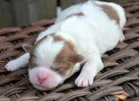 Sarge Shihpoo ML1, a male Shihpoo for sale in Kendallville, IN – Photo 1 of 2