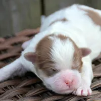 Sarge Shihpoo ML1, a male Shihpoo for sale in Kendallville, IN – Photo 6 of 7