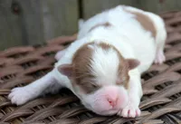 Sarge Shihpoo ML1, a male Shihpoo for sale in Kendallville, IN – Photo 2 of 2