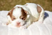 Sarge Shihpoo ML1, a male Shihpoo for sale in Kendallville, IN – Photo 3 of 7