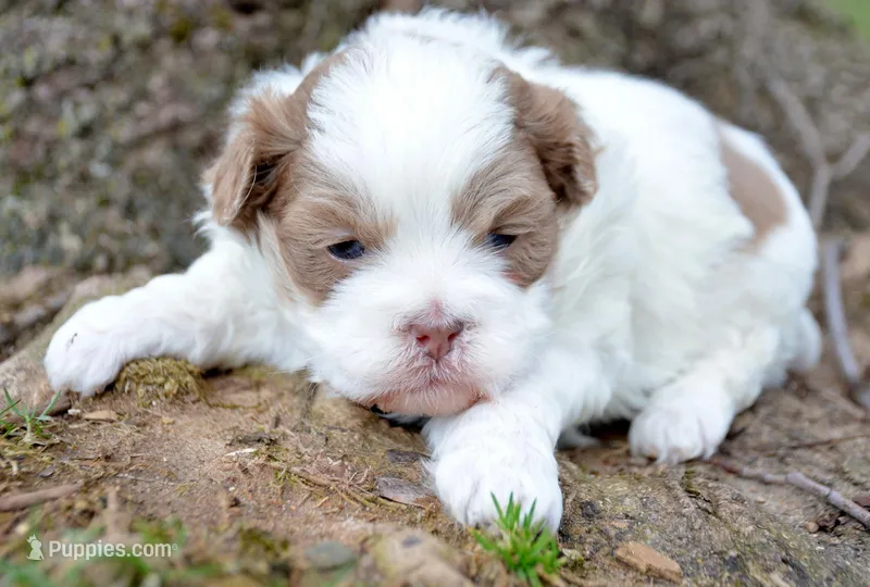 Sarge Shihpoo ML1 – Shihpoo puppy for sale in Kendallville, IN
