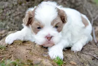 Sarge Shihpoo ML1, a male Shihpoo for sale in Kendallville, IN – Photo 2 of 7